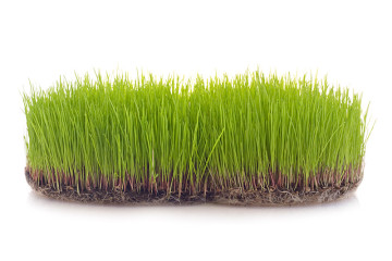 clump of grass on white background